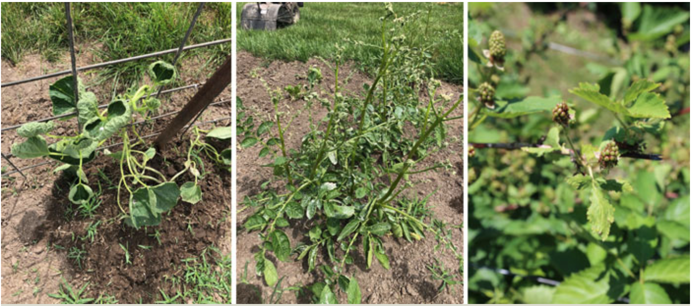 University_of_Missouri_dicamba_specialty_damage