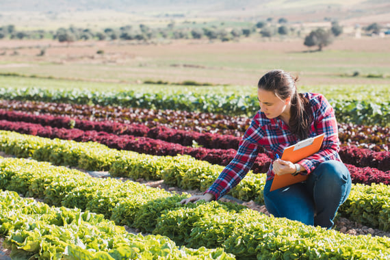 Woman in lettuce field