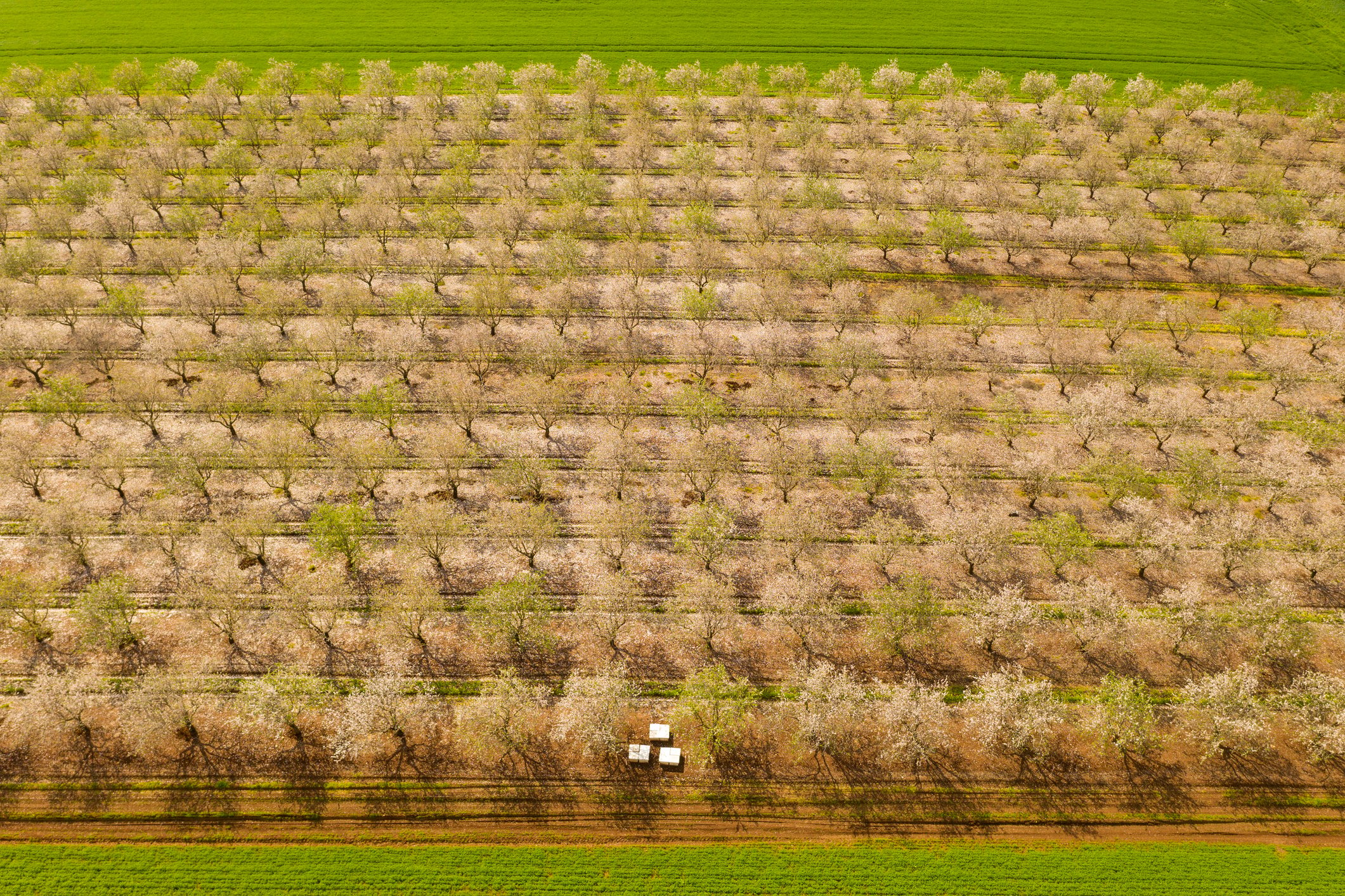 aerial almond orchard early spring