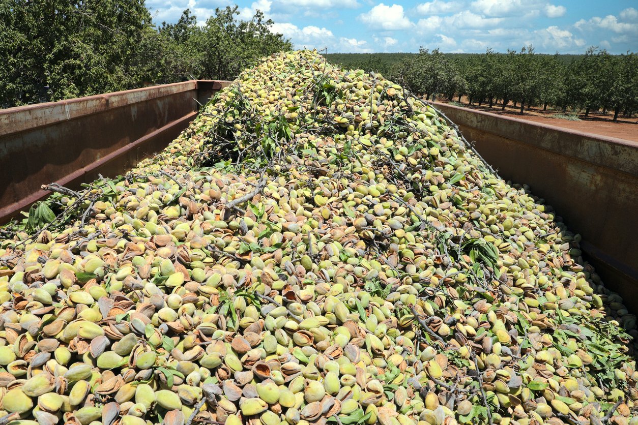 almond harvest pile in truck