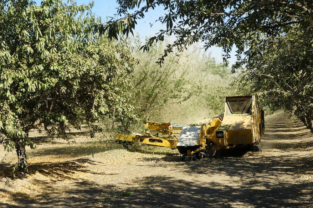 almond_harvest