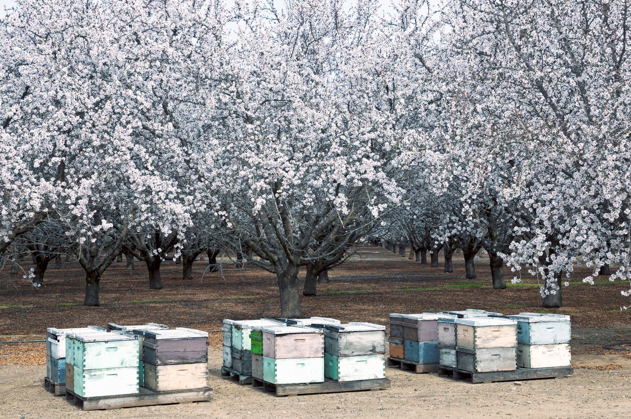 beehives in almond orchard