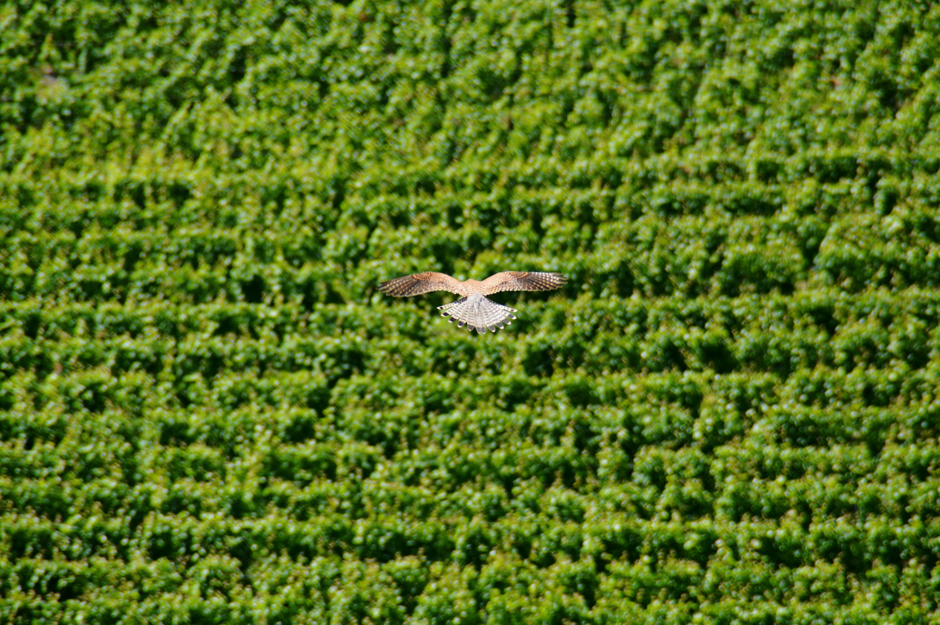 bird_over_vineyard