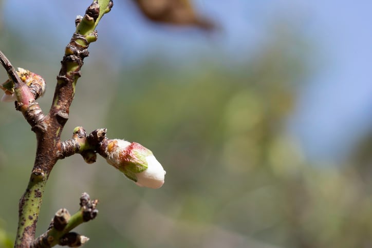 bud break