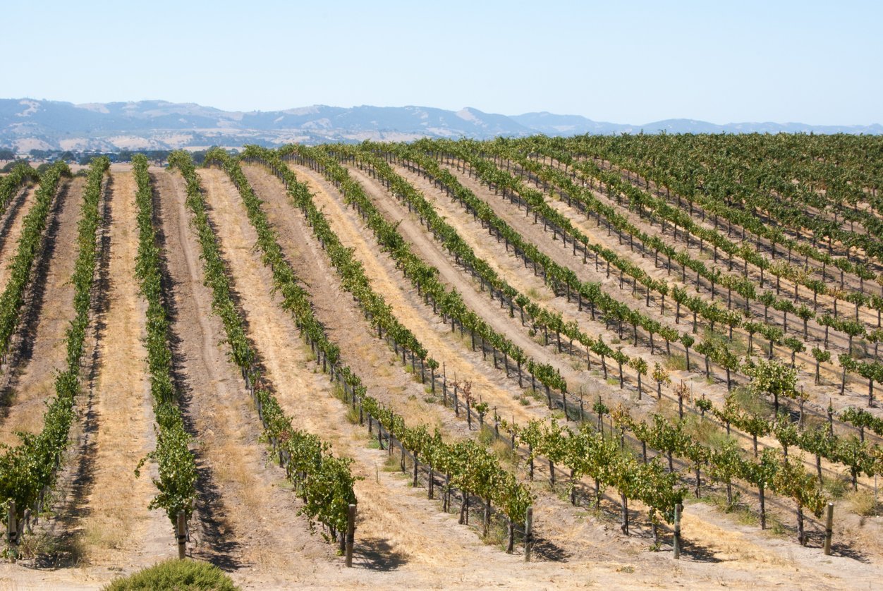 california summer vineyard rows