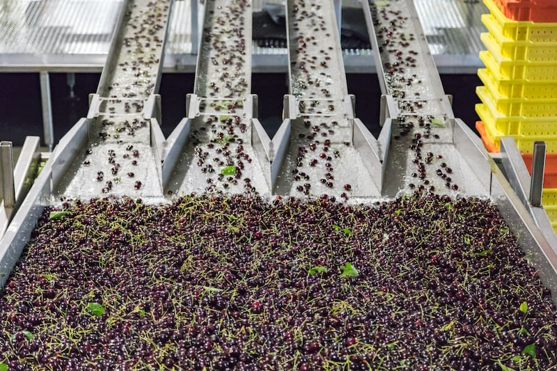 cherry processing