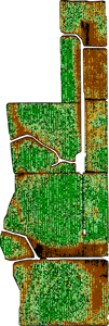 Nutrient deficiency in chlorophyll imagery