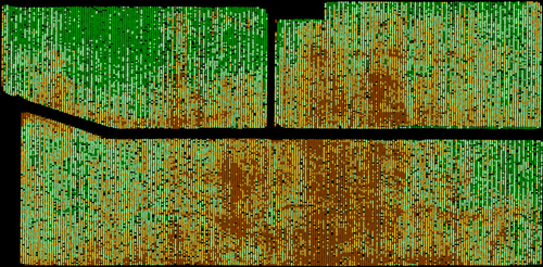 chlorophyll_trees