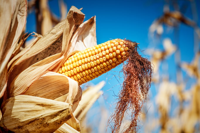 corn_at_harvest