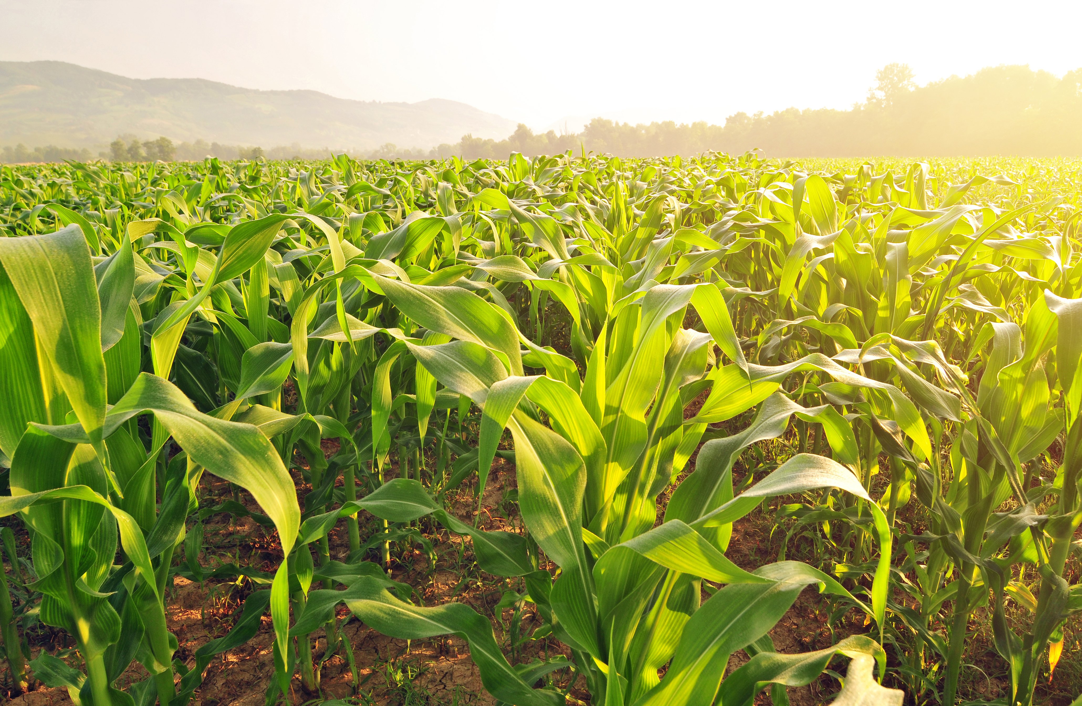 cornfield_morning