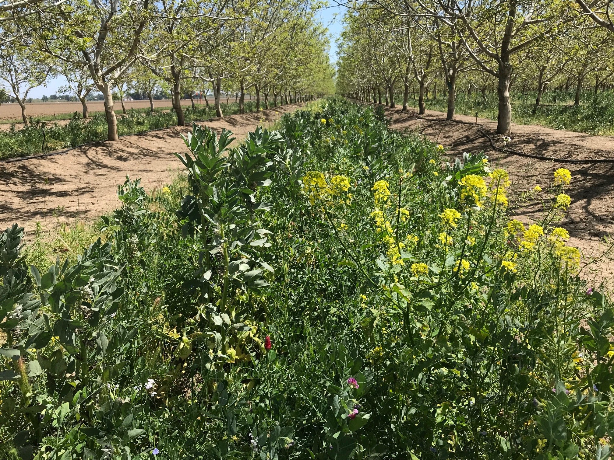 cover crop UCANR