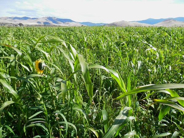 Field planted with cover crop mix