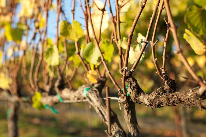 detail of vines on trellis san luis obipso