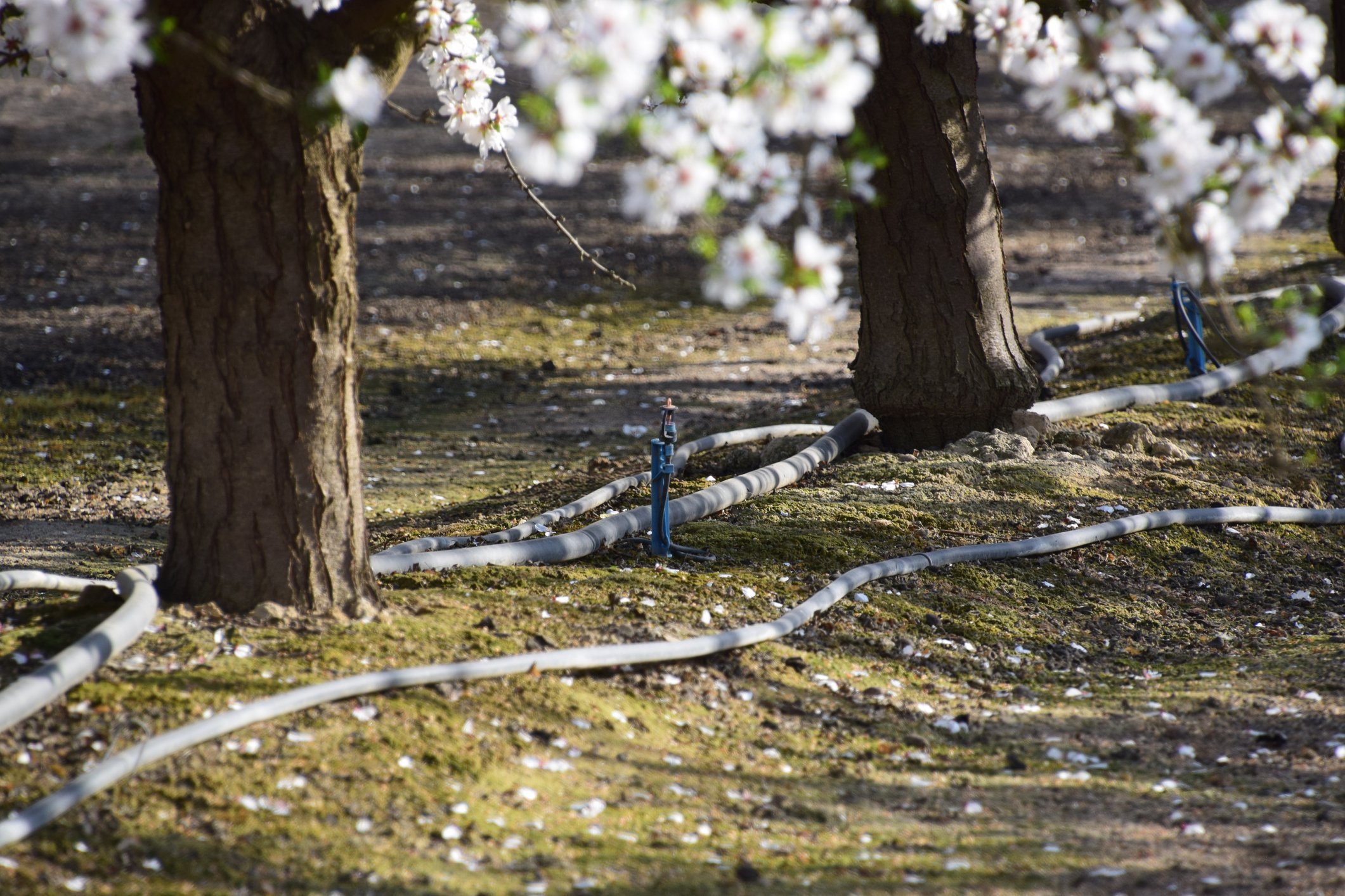 drip line almond tree