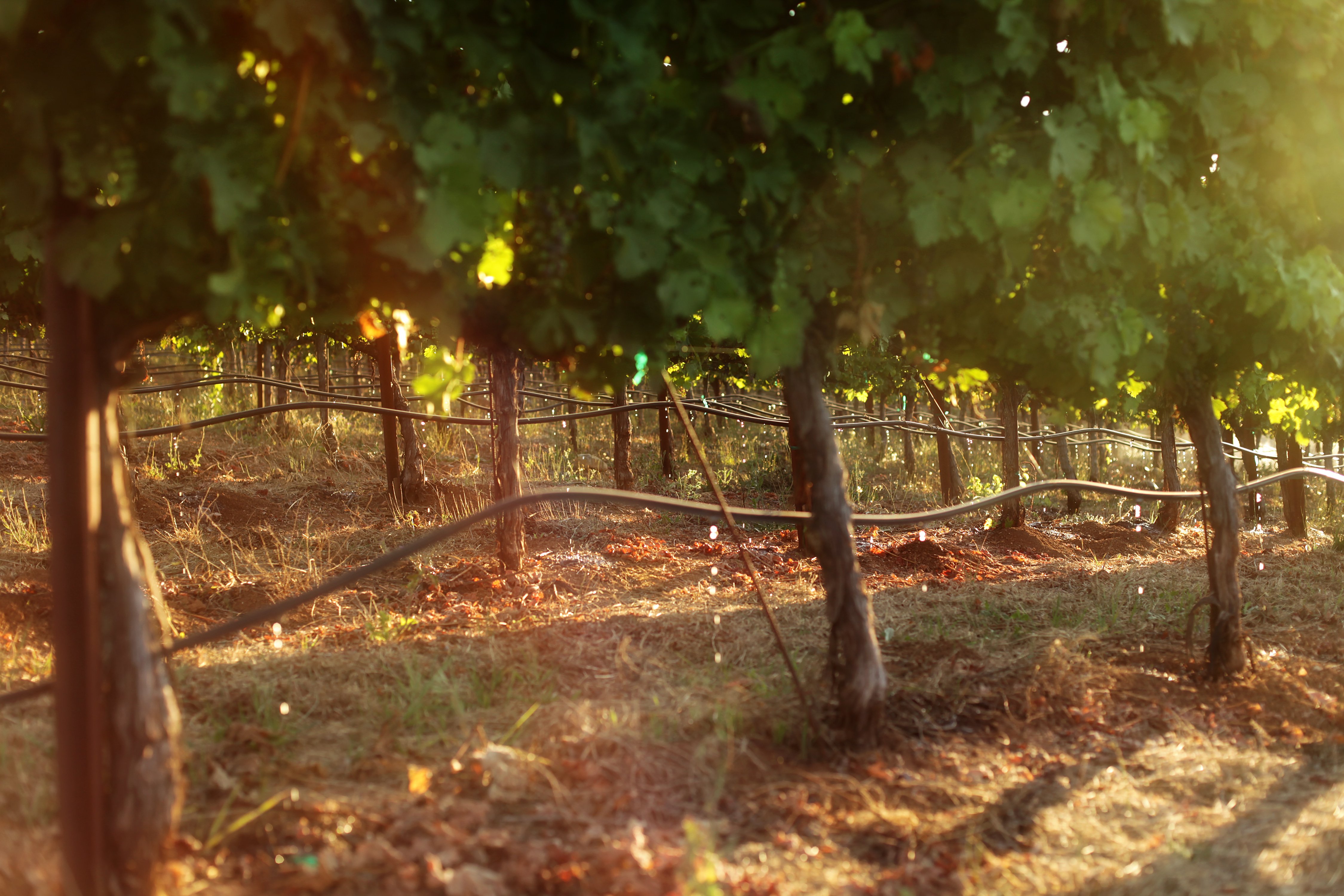 drip_irrigation_vineyard