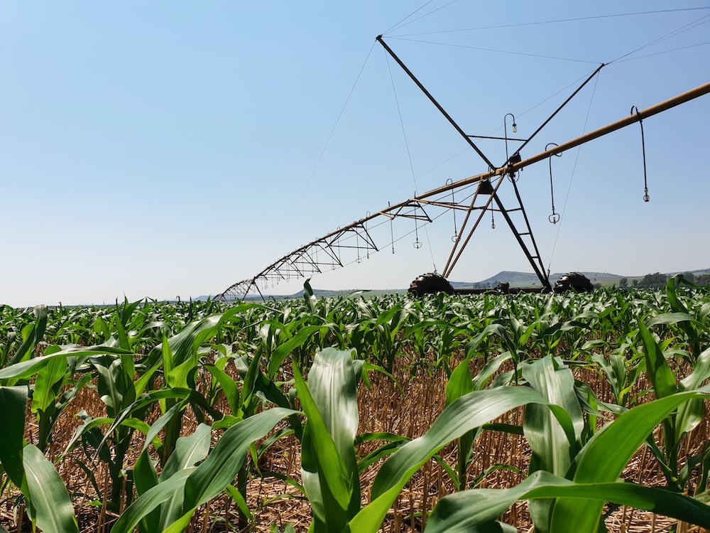 early season corn pivot