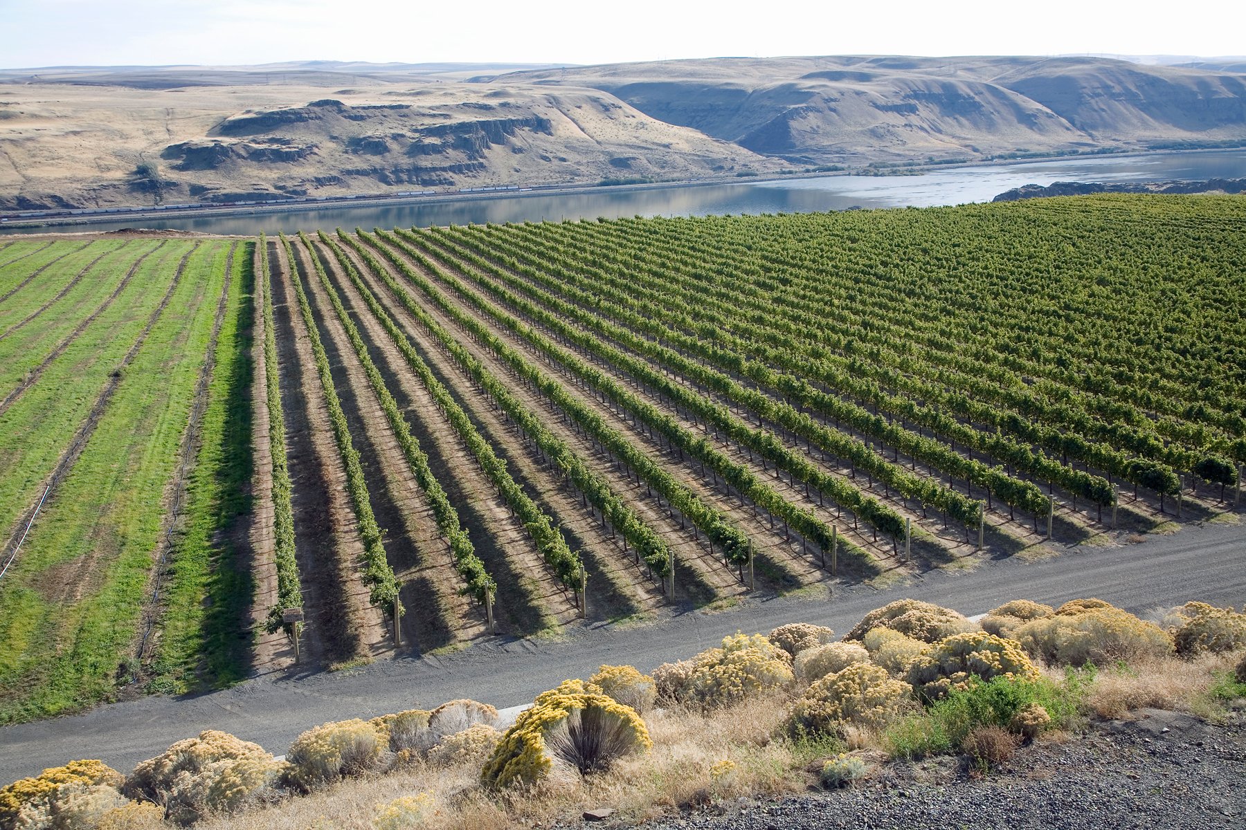 eastern washington vineyard