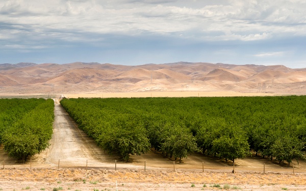 fruit orchard CA central Valley-1