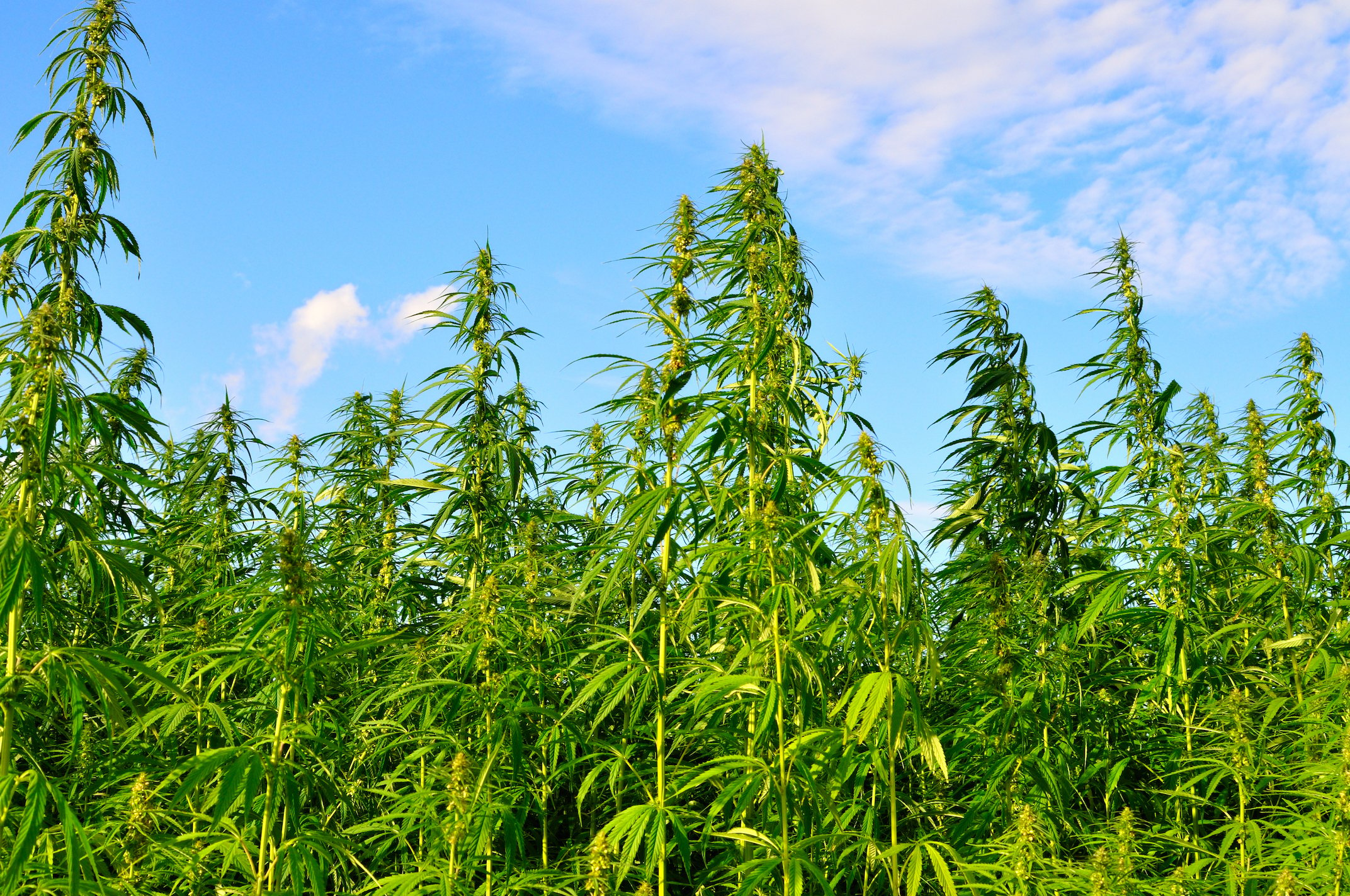 hemp_field