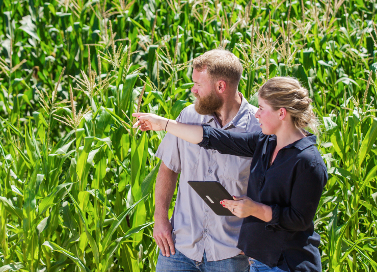 Meeting in cornfield