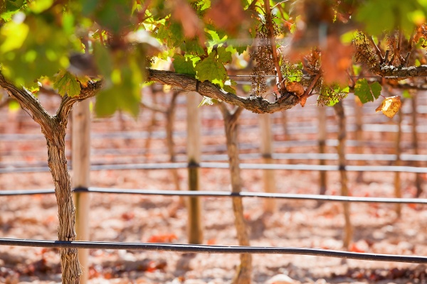 irrigation vineyard drip line-1