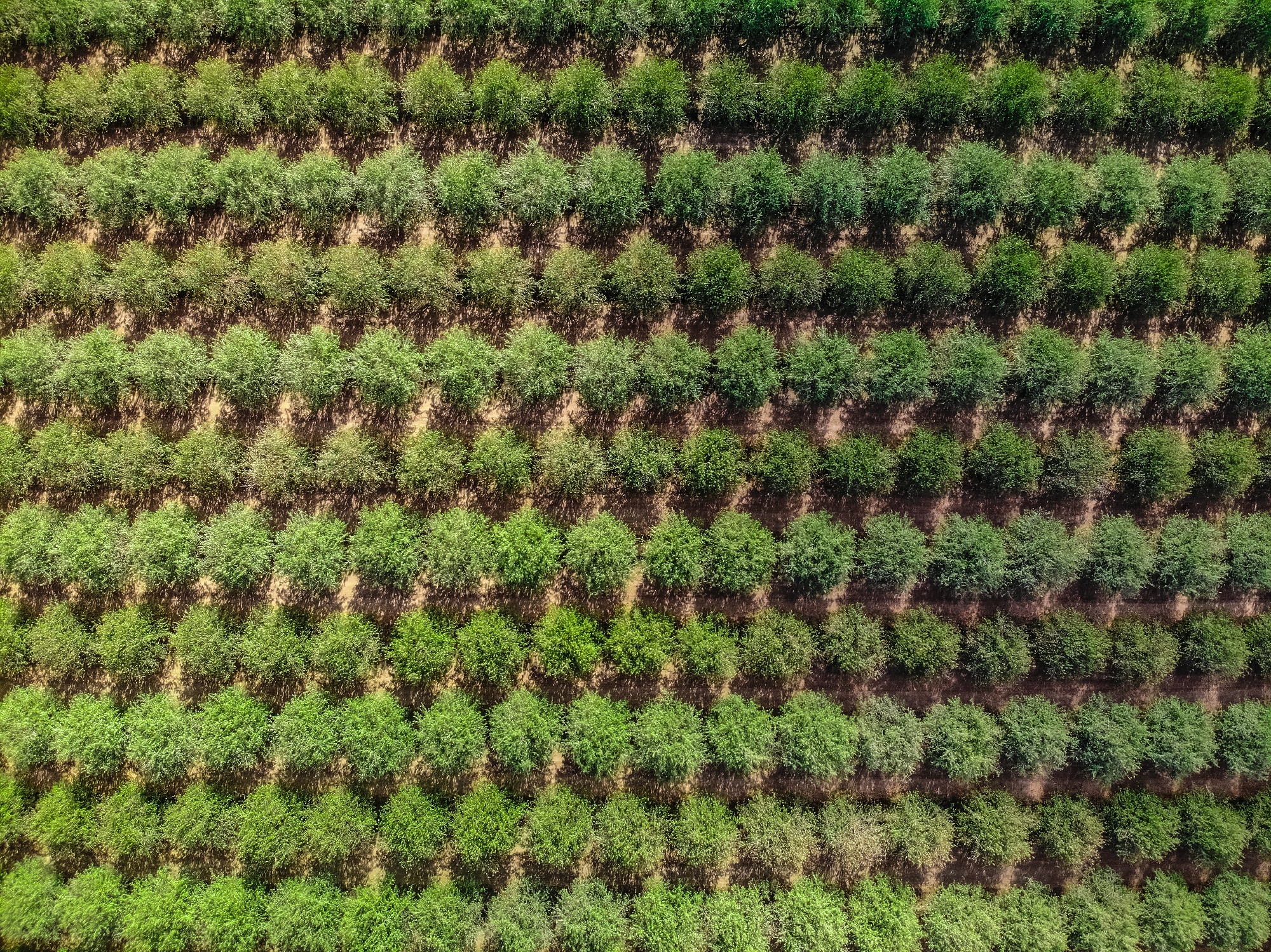 nut_orchard_aerial_smaller