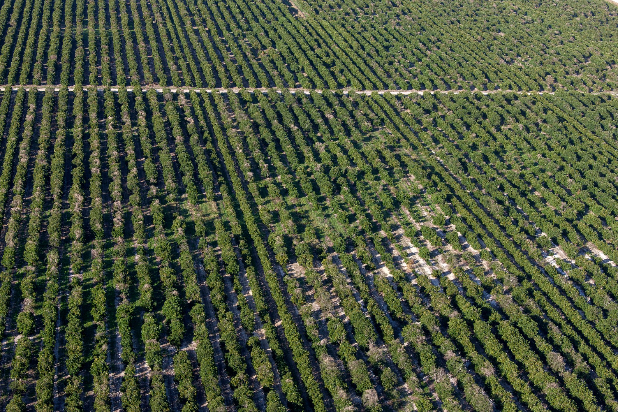 orange grove aerial Florida