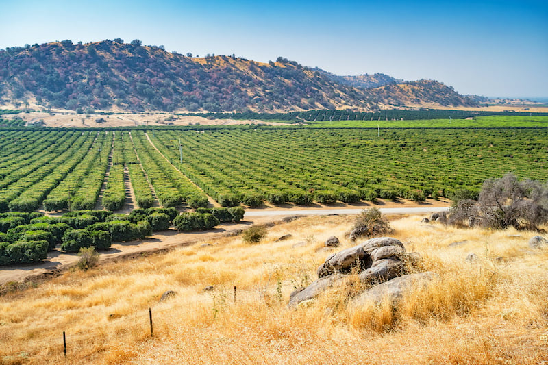 orange orchard Bakersfield CA