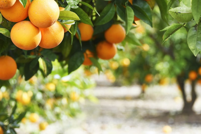 oranges on tree