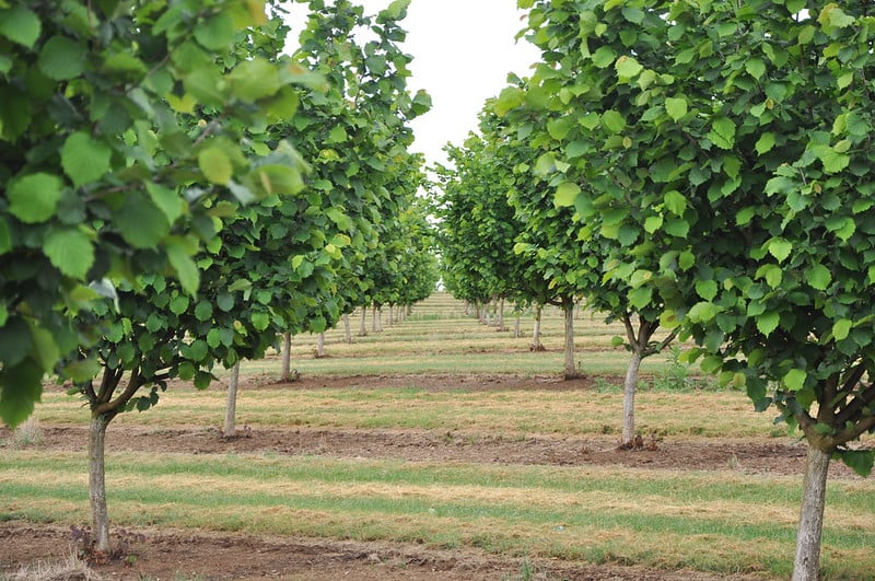 orchard cover crop