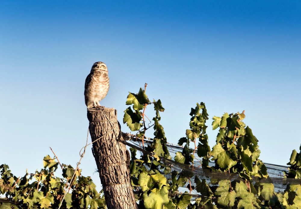 Owl perching in a vineyard