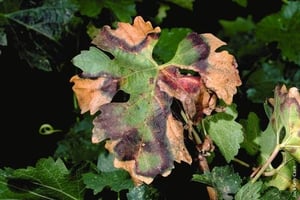 Pierce's disease in vines