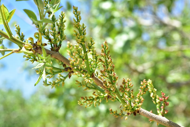 pistachio bloom