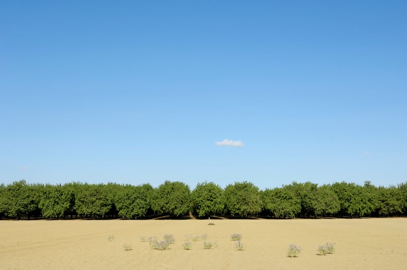 Pistachio orchard in dry conditions