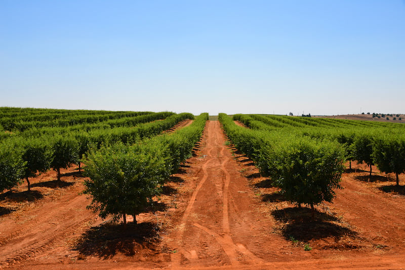 portugal peach orchard