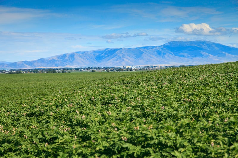 potato field canopy