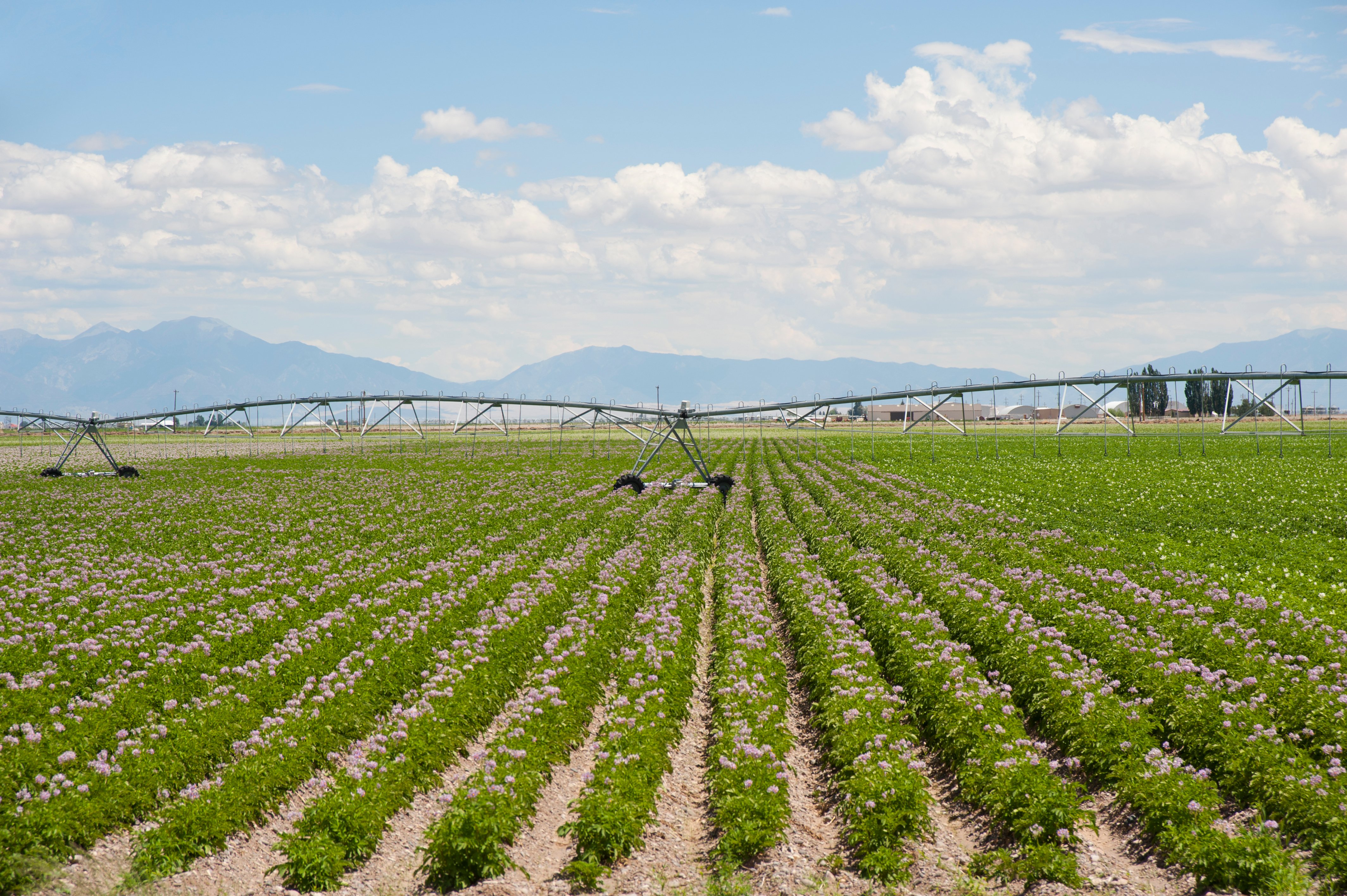 potato irrigation pivot