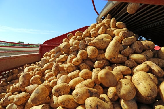 potato pour-1