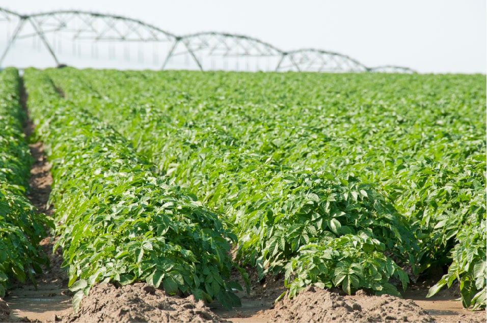 potato_irrigation (1)-1