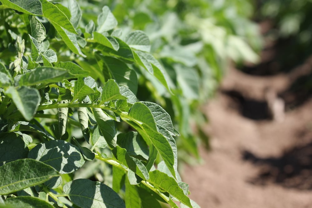 potato_leaves