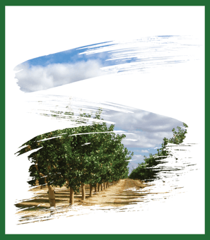 product preview orchard art in frame