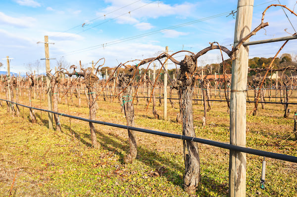 pruned vines with drip line