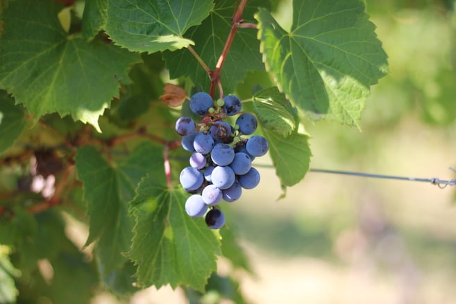 purple grapes