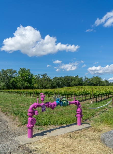 recycled water on vineyard