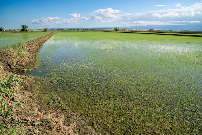 rice Colusa County