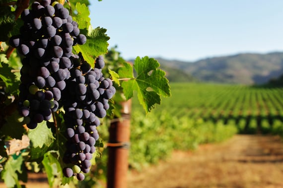 sonoma grapes in foreground