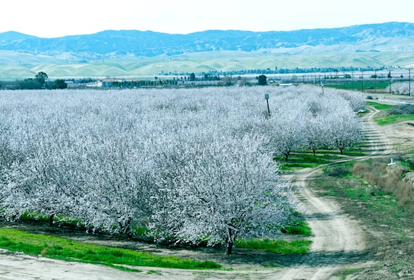 spring orchard central CA