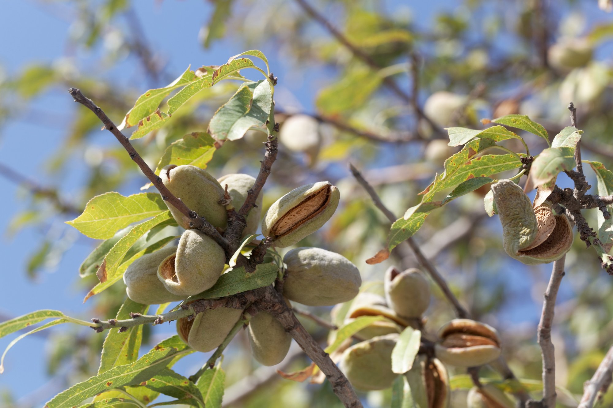 stressed_almonds