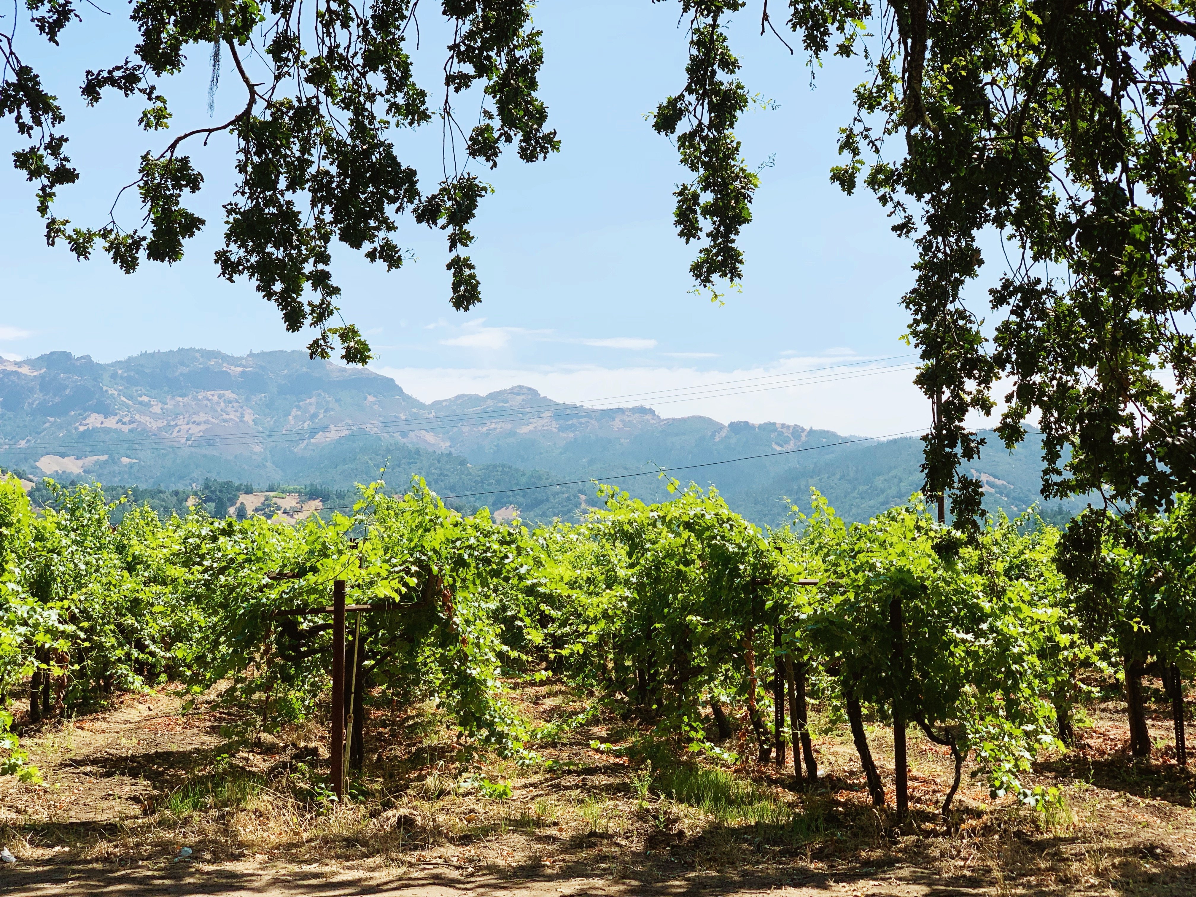 summer_napa_vineyard-large
