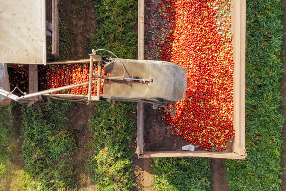 tomato  harvest machinery-1